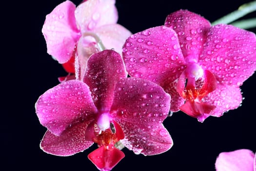 Beautiful orchid at the dark background