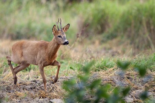 Walking roebuck in the wild.