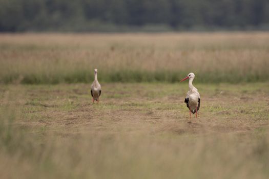 White storks in the wild.