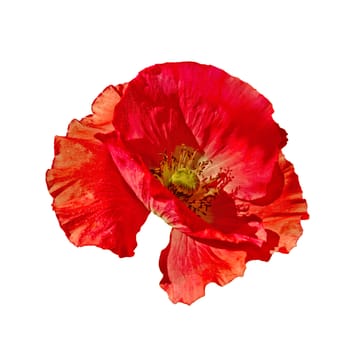 One red poppy with a side view isolated on white background