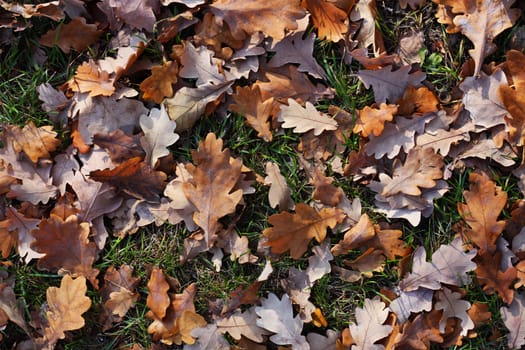 Yellow oak's leafs on a green grass