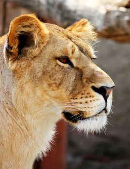 Big beautiful Female lion's portrait isolated on the white