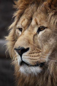 Big beautiful lion portrait