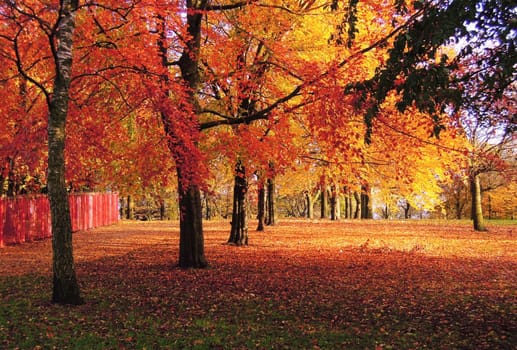 A colorful Autumn landscape.