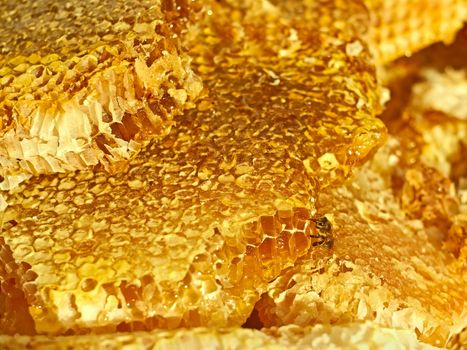Broken honeycomb with honey, a bee on the honeycomb cells surface
