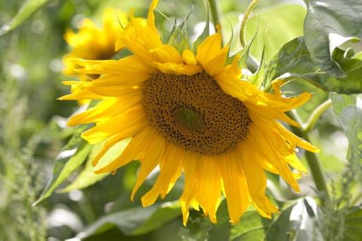 Field of sunflowers