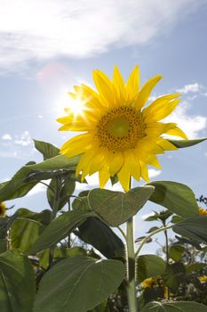 field of sun flowers