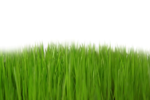 green grass with white background 