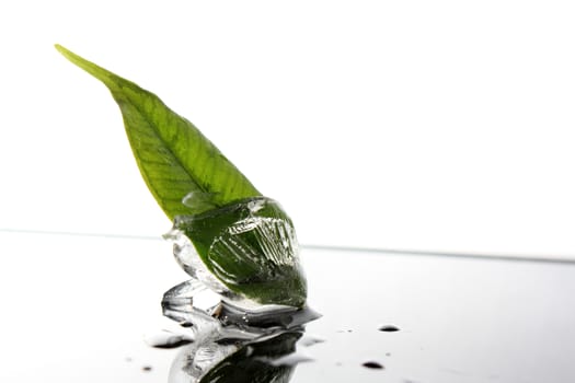 Leaf of a plant in ice cube with white background 