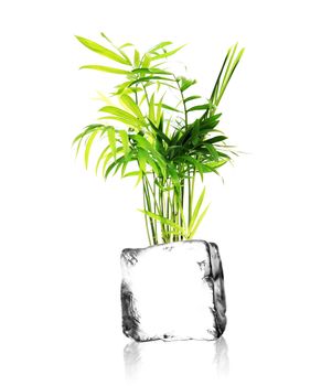 a plant growing out of a ice cube with white background