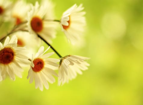 field of daisy flowers 