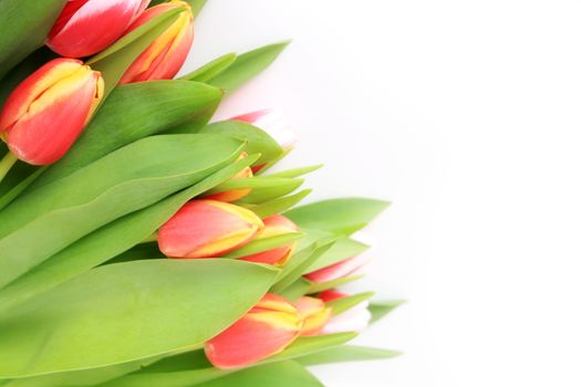 Beautiful pink tulips isolated on white background