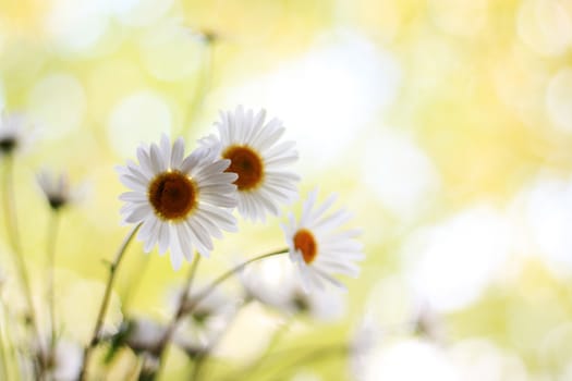 Daisy Field  