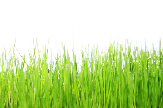 green grass with white background 