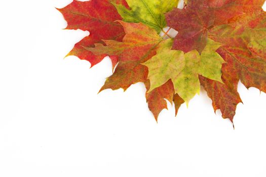 Autumn leaves isolated with white background 