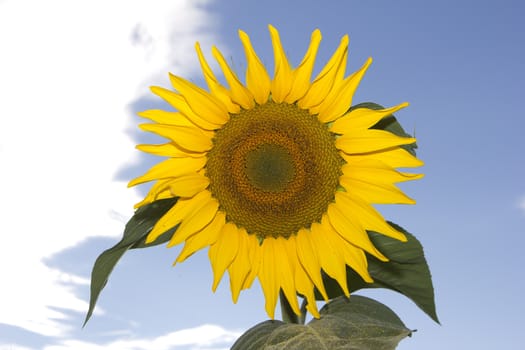 Field of sunflowers