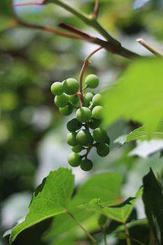 White grape with grape leaves background 