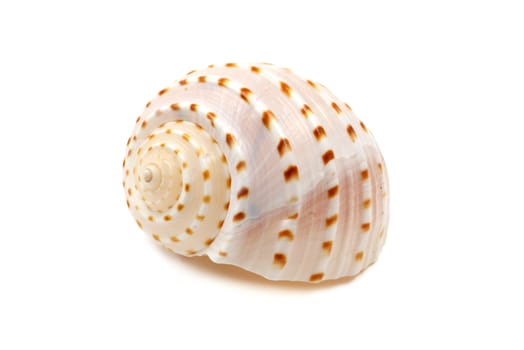 Beautiful ribbed and spotted seashell isolated on white.