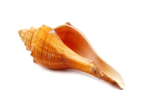 Beautiful swirling curved ocean seashell on a white background.