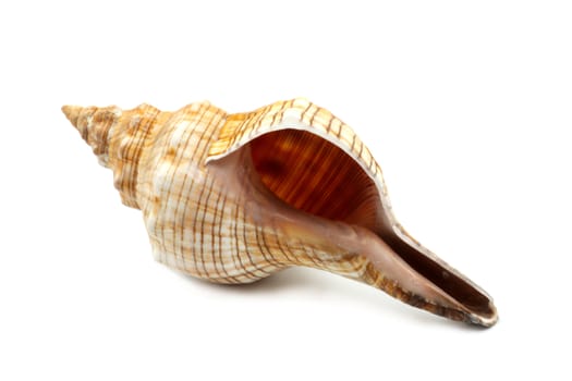 Beautiful swirling curved ocean seashell on a white background.