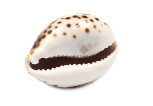 Cute seashell with a smiley mouth that looks like its laughing.