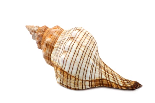 Lovely old ribbed colorful sea shell isolated on white.