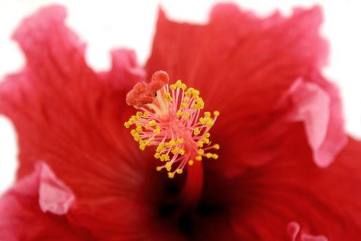 Striking stamen of the tropical hibiscus flower.