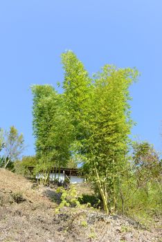 Bamboo forest against blue sky