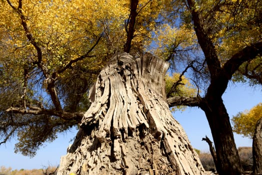 Populus euphratica trees in Ejina, Inner Mongolia, China