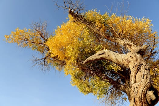 Populus euphratica trees in Ejina, Inner Mongolia, China