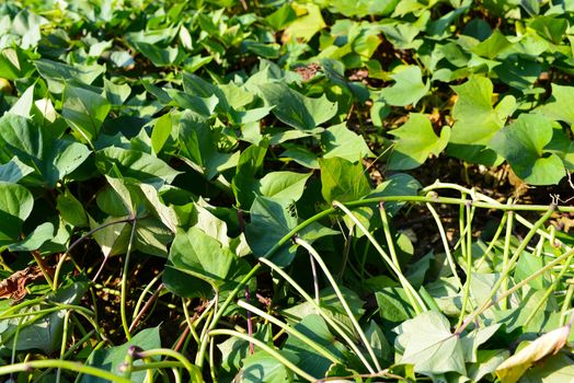 Green sweet potato leaves in the fields