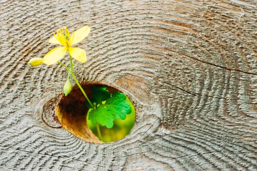 Delicate yellow flower growing through knothole in thick wooden board with rough wood texture