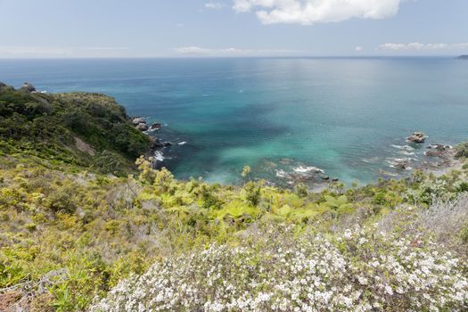 Beautiful coastal landscape of Tawharanui Peninsula, North Island of New Zealand, with blooming manuka, native NZ teatree, in foreground