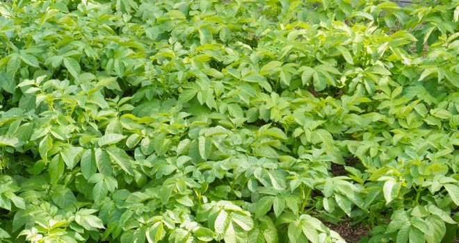 Green leaves agricultural background of cultivated potato plants growing on farm field