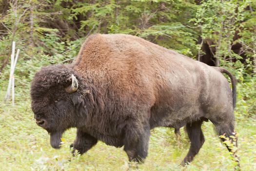 Profile close up view of a large male wood buffalo or wood bison, Bison bison athabascae, on pasture alongside woodland