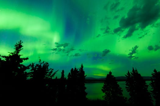 Intense green northern lights Aurora borealis on night sky with clouds and stars over boreal forest taiga of Lake Laberge Yukon Territory Canada