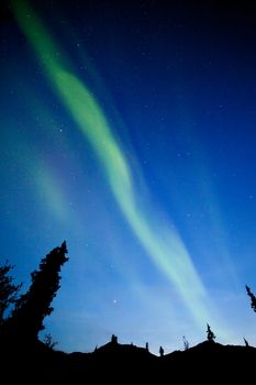 Intense bands of Northern lights or Aurora borealis or Polar lights dancing on night sky over boreal forest spruce trees of Yukon Territory, Canada