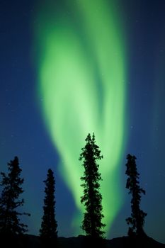 Intense bands of Northern lights or Aurora borealis or Polar lights dancing on night sky over boreal forest spruce trees of Yukon Territory, Canada