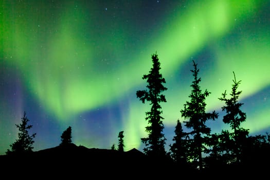 Intense bands of Northern lights or Aurora borealis or Polar lights dancing on night sky over boreal forest spruce trees of Yukon Territory, Canada