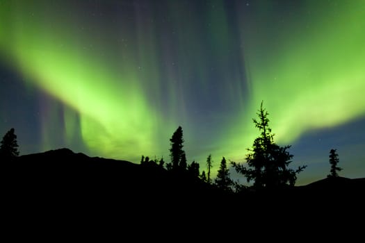 Intense bands of Northern lights or Aurora borealis or Polar lights dancing on night sky over boreal forest spruce trees of Yukon Territory, Canada