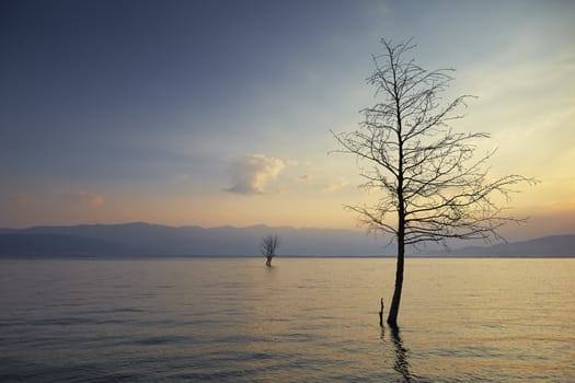 trees in lake in morning