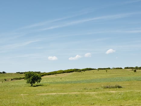 Tree meadow and clouds 