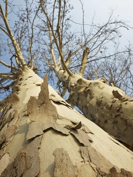 tree in the park  with bark that peels off      