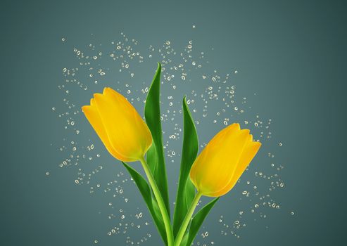 yellow spring tulips with water drops around