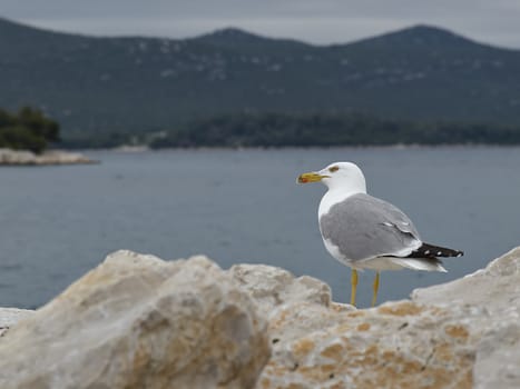 Seagull on rock in marina        