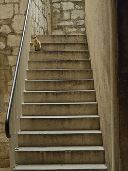 Cat on the stairs in town Sibenik, Croatia       