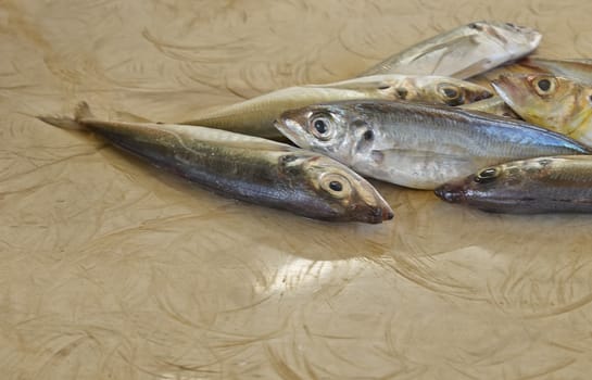 fish in fish markets    