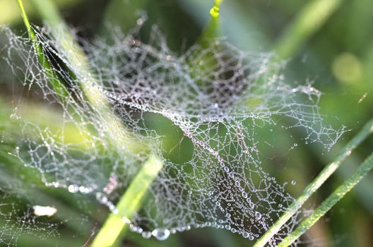 Drops of dew on ��spider web in the grass