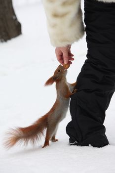 Girl feeding squirrel on a snow in a city park