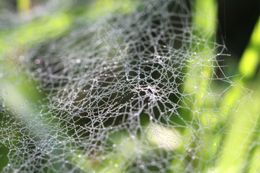 Drops rosyna wide web in the grass